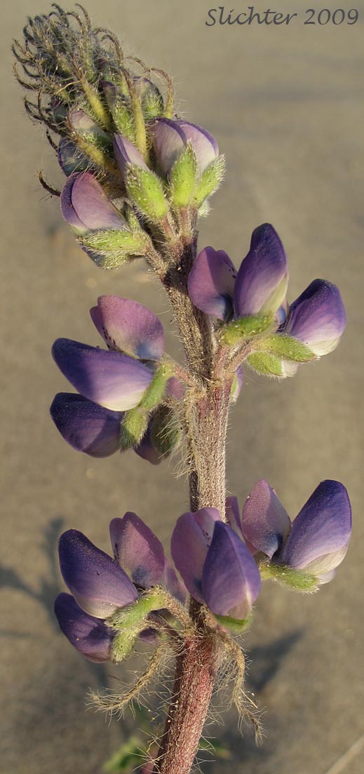 Raceme of Seashore Lupine: Lupinus littoralis var. littoralis