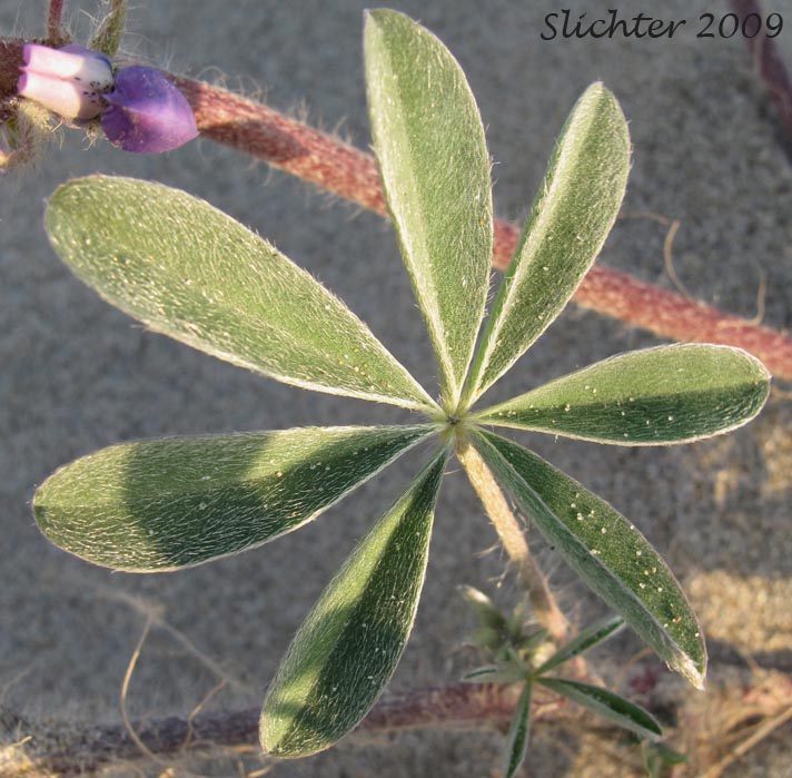 Dorsal leaf surface of Seashore Lupine: Lupinus littoralis var. littoralis