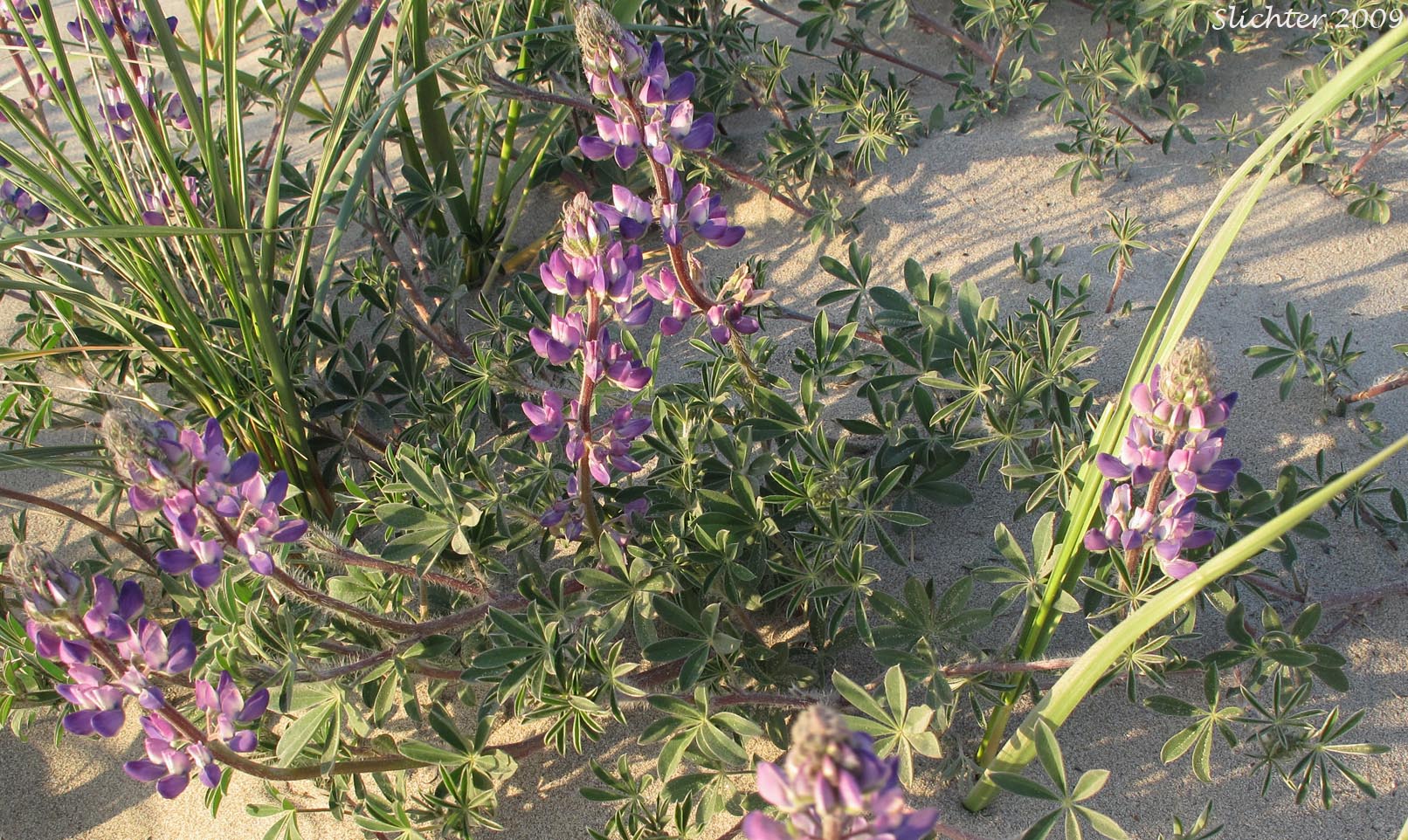 Seashore Lupine: Lupinus littoralis var. littoralis