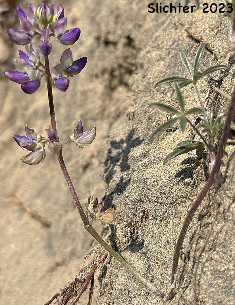 Seashore Lupine: Lupinus littoralis var. littoralis