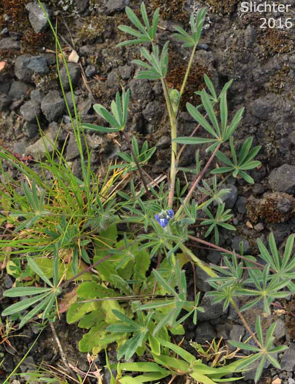 Field Lupine, Small-flowered Lupine: Lupinus micranthus (Synonyms: Lupinus bicolor var. micranthus, Lupinus polycarpus)