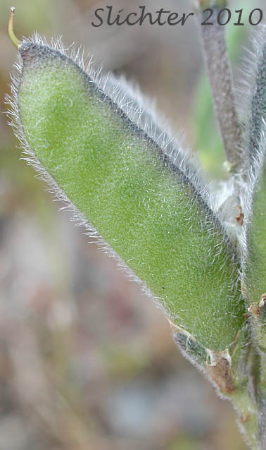 Developing pod of Field Lupine, Small-flowered Lupine: Lupinus micranthus (Synonyms: Lupinus bicolor var. micranthus, Lupinus polycarpus)
