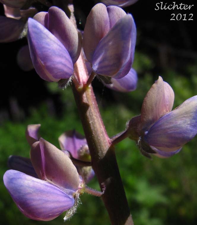 Flowers of Bigleaf Lupine, Large-leaved Lupine, Many-leaved Lupine: Lupinus polyphyllus var. polyphyllus (Synonyms: Lupinus matanuskensis, Lupinus polyphyllus var. pallidipes, Lupinus polyphyllus ssp. polyphyllus, Lupinus pseudopolyphyllus, Lupinus stationis, Lupinus superbus, Lupinus superbus var. bernardinus, Lupinus superbus var. elongatus)