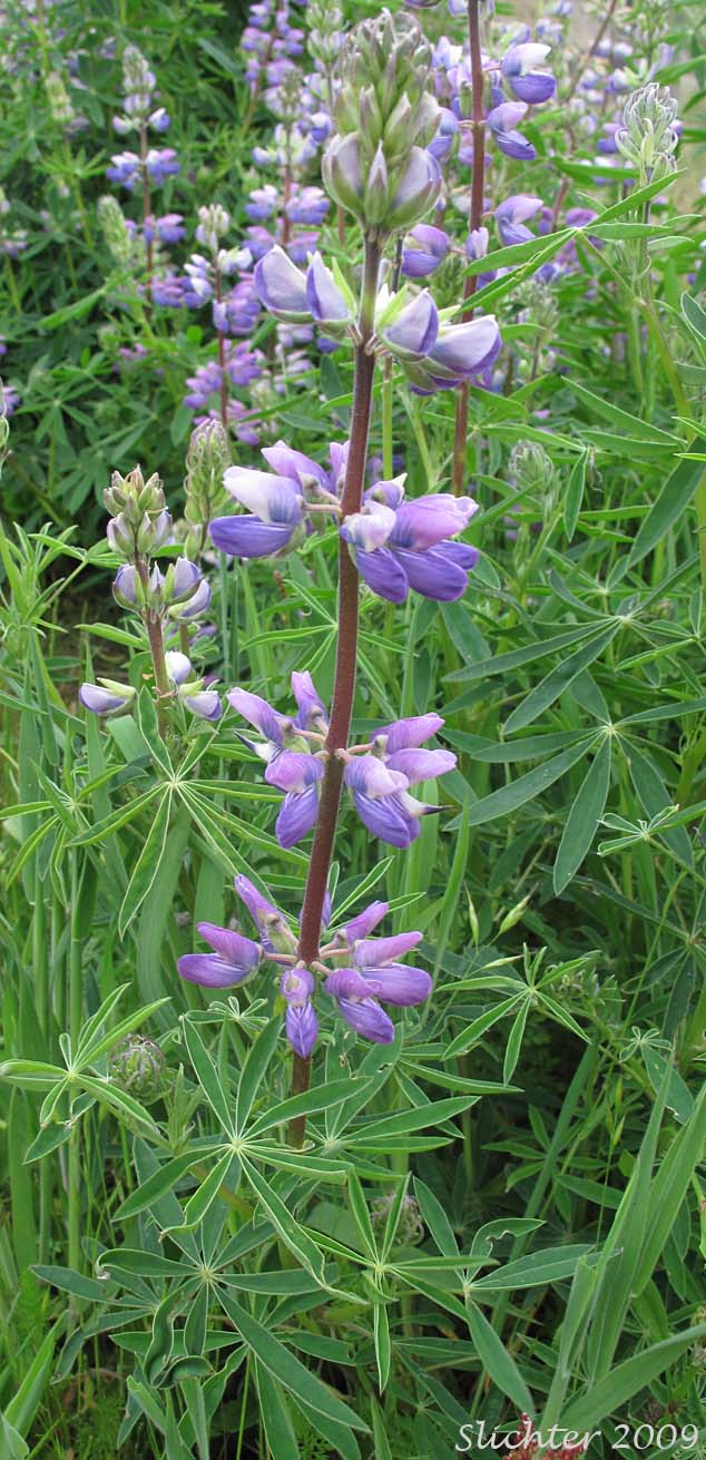 Stream Lupine, Riverbank Lupine, River-bank Lupine: Lupinus rivularis