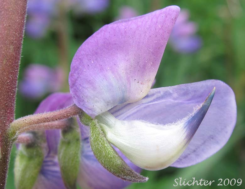Close-up of the keel of Stream Lupine, Riverbank Lupine, River-bank Lupine: Lupinus rivularis