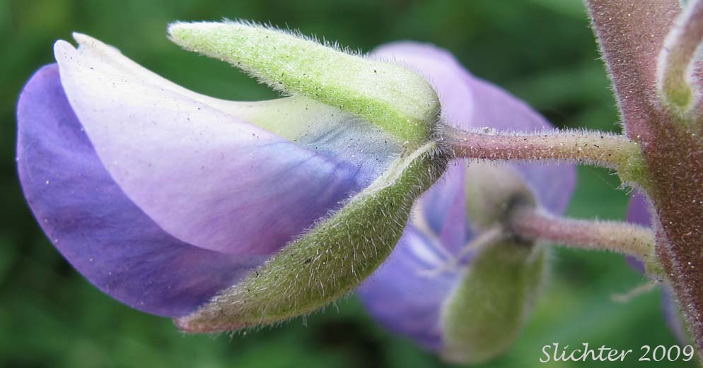 Calyx of Stream Lupine, Riverbank Lupine, River-bank Lupine: Lupinus rivularis