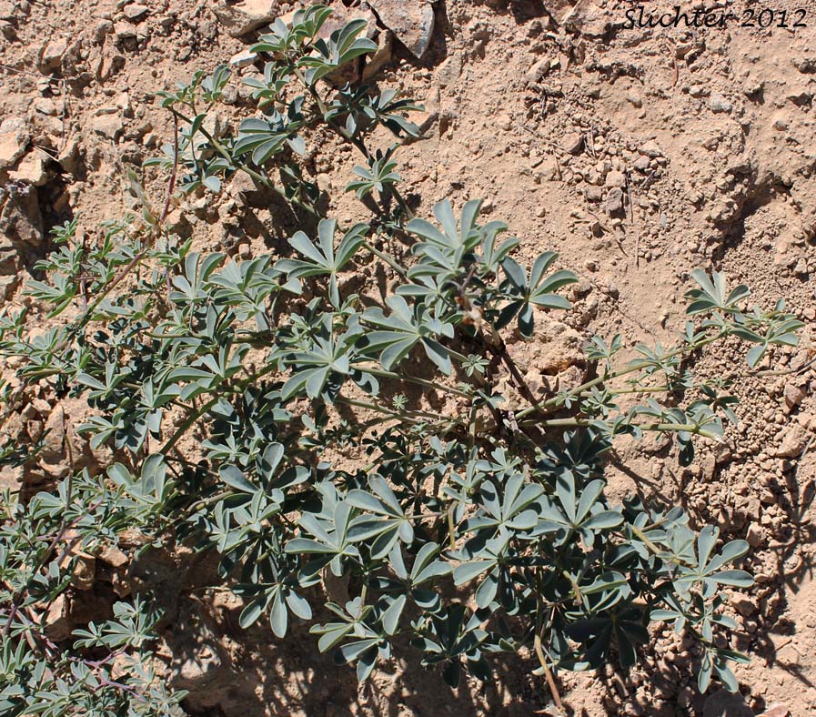 Tracy's Lupine: Lupinus tracyi