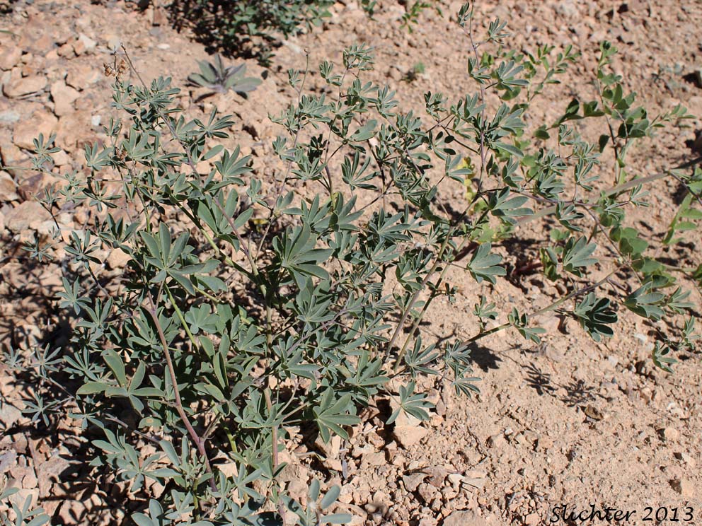 Tracy's Lupine: Lupinus tracyi