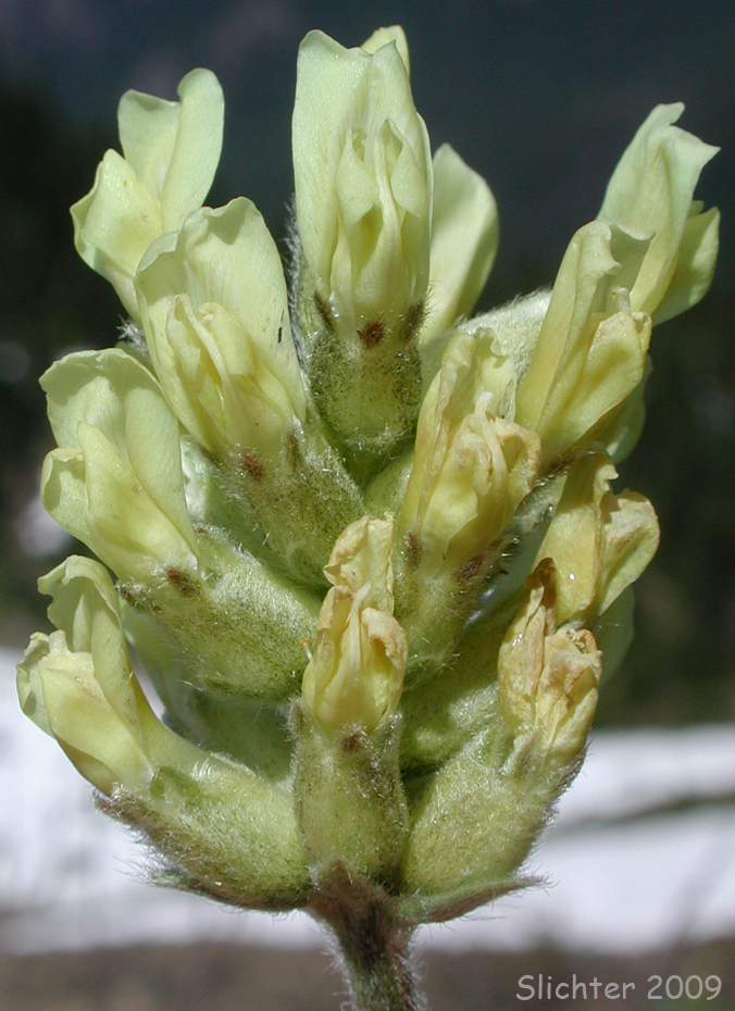 Inflorescence of Field Locoweed, Slender Crazyweed, Yellow-flowered Crazyweed, Yellow-flowered Locoweed: Oxytropis campestris var. spicata (Synonyms: Oxytropis campestris, Oxytropis campestris ssp. gracilis, Oxytropis campestris var. cervinus, Oxytropis campestris var. gracilis, Oxytropis gracilis, Oxytropis luteola, Oxytropis monticola, Oxytropis sericea var. spicata, Oxytropis villosa)