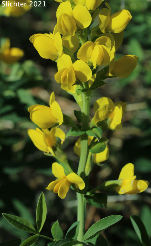 Golden Pea, Mountain Thermopsis, Slender Goldenbanner, Slender Golden-banner, Slender Thermopsis: Thermopsis gracilis (Synonyms: Thermopsis gracilis var. gracilis, Thermopsis gracilis var. venosa, Thermopsis macrophylla, Thermopsis macrophylla var. venosa, Thermopsis montana var. venosa, Thermopsis subglabra)