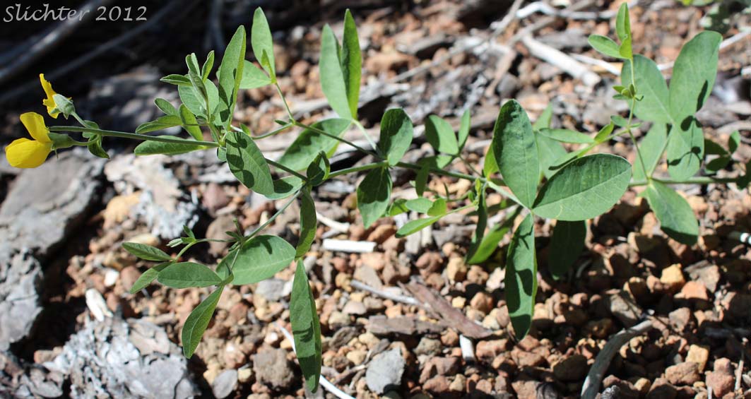 Golden Pea, Mountain Thermopsis, Slender Goldenbanner, Slender Golden-banner, Slender Thermopsis: Thermopsis gracilis (Synonyms: Thermopsis gracilis var. gracilis, Thermopsis gracilis var. venosa, Thermopsis macrophylla, Thermopsis macrophylla var. venosa, Thermopsis montana var. venosa, Thermopsis subglabra)