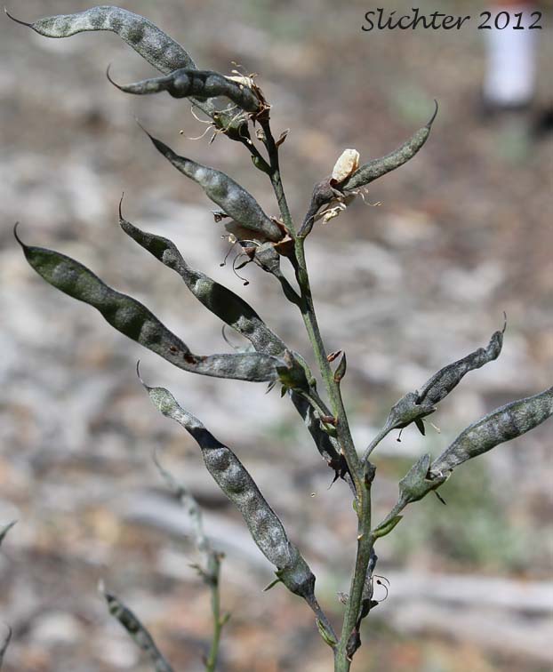 Maturing pods of Golden Pea, Mountain Thermopsis, Slender Goldenbanner, Slender Golden-banner, Slender Thermopsis: Thermopsis gracilis (Synonyms: Thermopsis gracilis var. gracilis, Thermopsis gracilis var. venosa, Thermopsis macrophylla, Thermopsis macrophylla var. venosa, Thermopsis montana var. venosa, Thermopsis subglabra)