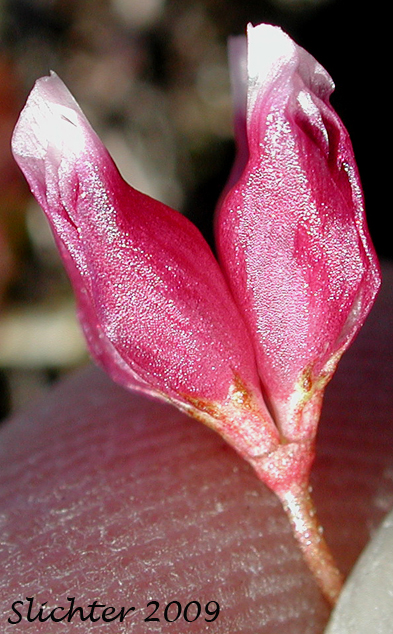 Cowbag Clover, Dwarf Sack Clover, Poverty Clover: Trifolium depauperatum var. depauperatum (Synonym: Trifolium depauperatum var. laciniatum)