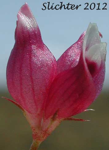 Cowbag Clover, Dwarf Sack Clover, Poverty Clover: Trifolium depauperatum var. depauperatum (Synonym: Trifolium depauperatum var. laciniatum)