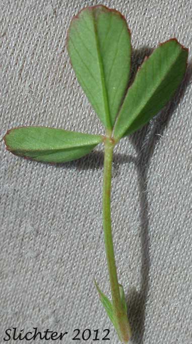 Cowbag Clover, Dwarf Sack Clover, Poverty Clover: Trifolium depauperatum var. depauperatum (Synonym: Trifolium depauperatum var. laciniatum)