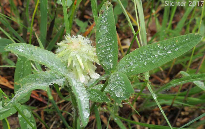 Woolly Head Clover, Woolly-head Clover: Trifolium eriocephalum ssp. eriocephalum (Synonyms: Trifolium eriocephalum var. butleri, Trifolium eriocephalum var. eriocephalum)