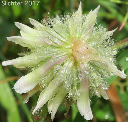 Inflorescence of Woolly Head Clover, Woolly-head Clover: Trifolium eriocephalum ssp. eriocephalum (Synonyms: Trifolium eriocephalum var. butleri, Trifolium eriocephalum var. eriocephalum)