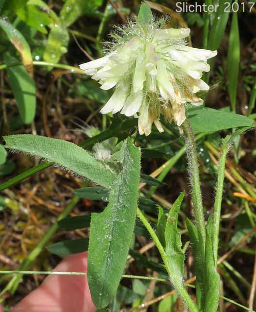 Woolly Head Clover, Woolly-head Clover: Trifolium eriocephalum ssp. eriocephalum (Synonyms: Trifolium eriocephalum var. butleri, Trifolium eriocephalum var. eriocephalum)