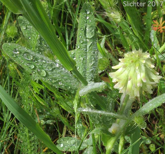 Woolly Head Clover, Woolly-head Clover: Trifolium eriocephalum ssp. eriocephalum (Synonyms: Trifolium eriocephalum var. butleri, Trifolium eriocephalum var. eriocephalum)