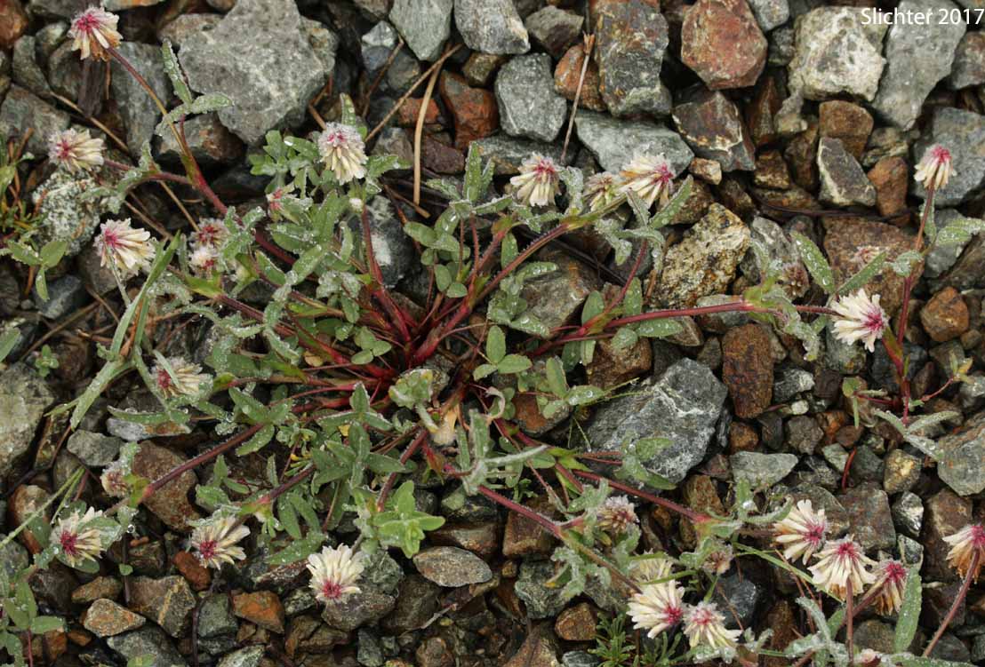 Woolly Head Clover, Woolly-head Clover: Trifolium eriocephalum ssp. eriocephalum (Synonyms: Trifolium eriocephalum var. butleri, Trifolium eriocephalum var. eriocephalum)