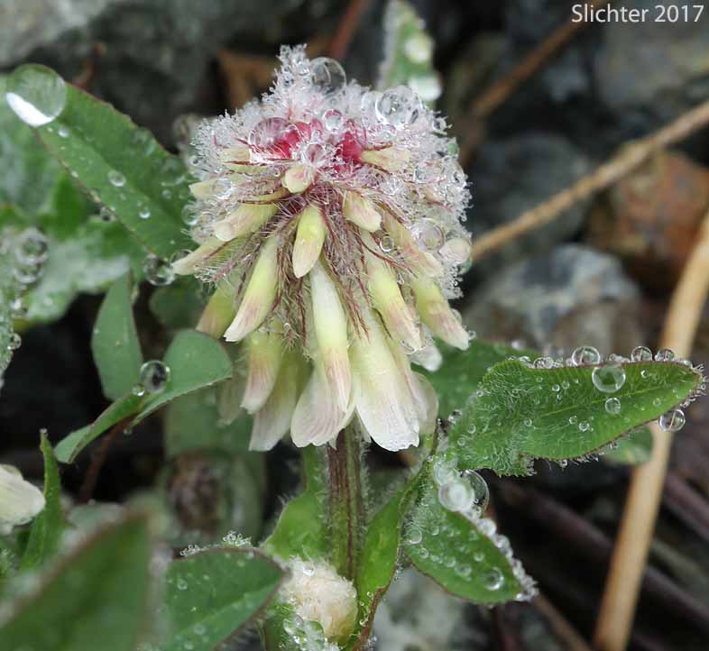 Woolly Head Clover, Woolly-head Clover: Trifolium eriocephalum ssp. eriocephalum (Synonyms: Trifolium eriocephalum var. butleri, Trifolium eriocephalum var. eriocephalum)