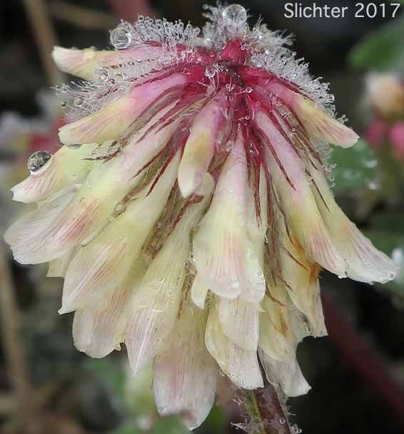 Inflorescence of Woolly Head Clover, Woolly-head Clover: Trifolium eriocephalum ssp. eriocephalum (Synonyms: Trifolium eriocephalum var. butleri, Trifolium eriocephalum var. eriocephalum)