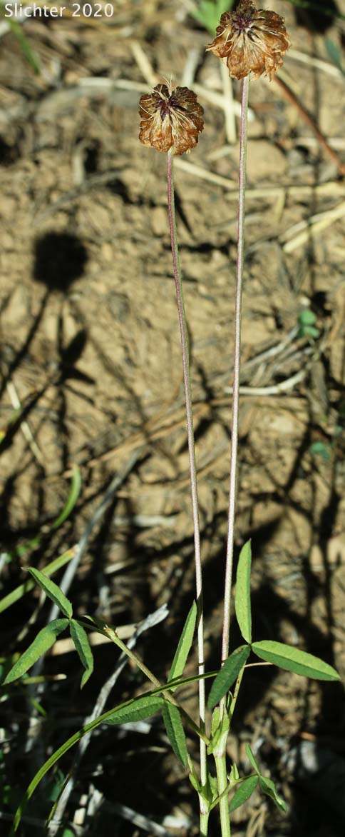 Woolly Head Clover, Woolly-head Clover: Trifolium eriocephalum ssp. eriocephalum (Synonyms: Trifolium eriocephalum var. butleri, Trifolium eriocephalum var. eriocephalum)