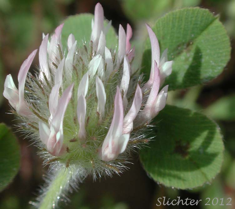 Rose Clover: Trifolium hirtum