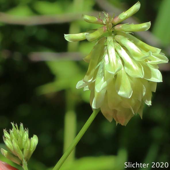 Canyon Clover, Howell's Clover: Trifolium howellii