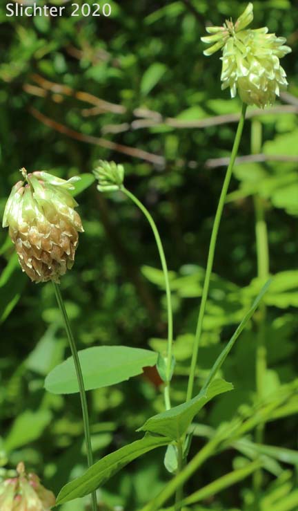 Canyon Clover, Howell's Clover: Trifolium howellii