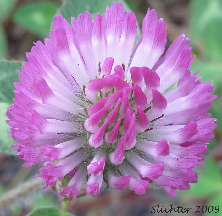Inflorescence of Red Clover: Trifolium pratense (Synonyms: Trifolium pratense var. frigidum, Trifolium pratense var. sativum)