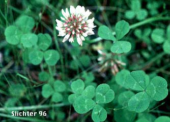 White Clover, Dutch Clover: Trifolium repens (Synonym: Trifolium repens var. repens)