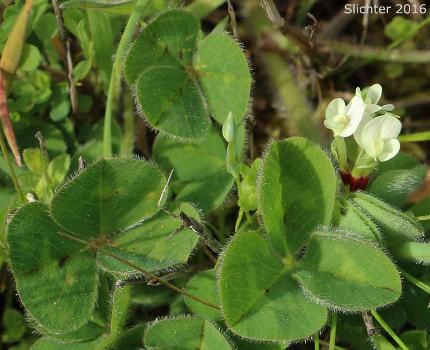 Burrowing Clover, Subclover, Subterranean Clover, Subterranean Trefoil: Trifolium subterraneum