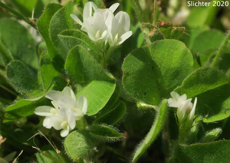 Burrowing Clover, Subclover, Subterranean Clover, Subterranean Trefoil: Trifolium subterraneum