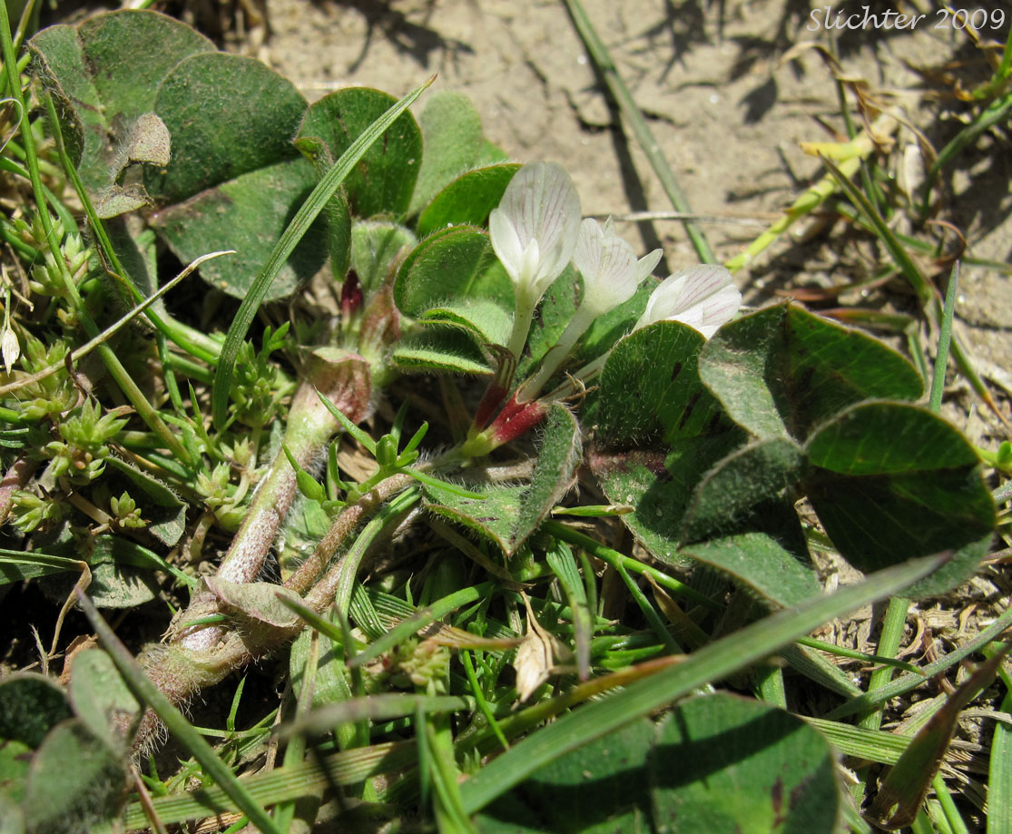 Subterranean Clover, Burrowing Clover: Trifolium subterraneum