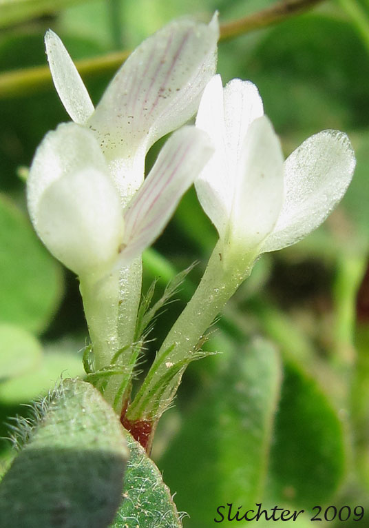 Flowers of Subterranean Clover, Burrowing Clover: Trifolium subterraneum