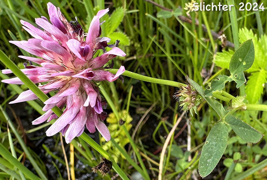 Cow Clover, Cows Clover, Salt Marsh Clover, Springbank Clover: Trifolium wormskioldii (Synonyms: Lupinaster wormskioldii, Trifolium fendleri, Trifolium fimbriatum, Trifolium heterodon, Trifolium involucratum var. fendleri, Trifolium involucratum var. fimbriatum, Trifolium involucratum var. heterodon, Trifolium involucratum var. kennedianum, Trifolium kennedianum, Trifolium spinulosum, Trifolium willdenowii var. fimbriatum, Trifolium willdenowii var. kennedianum, Trifolium wormskioldii var. fimbriatum, Trifolium wormskioldii var. kennedianum, Trifolium wormskjoldii var. wormskjoldii, Trifolium wormskjoldii)