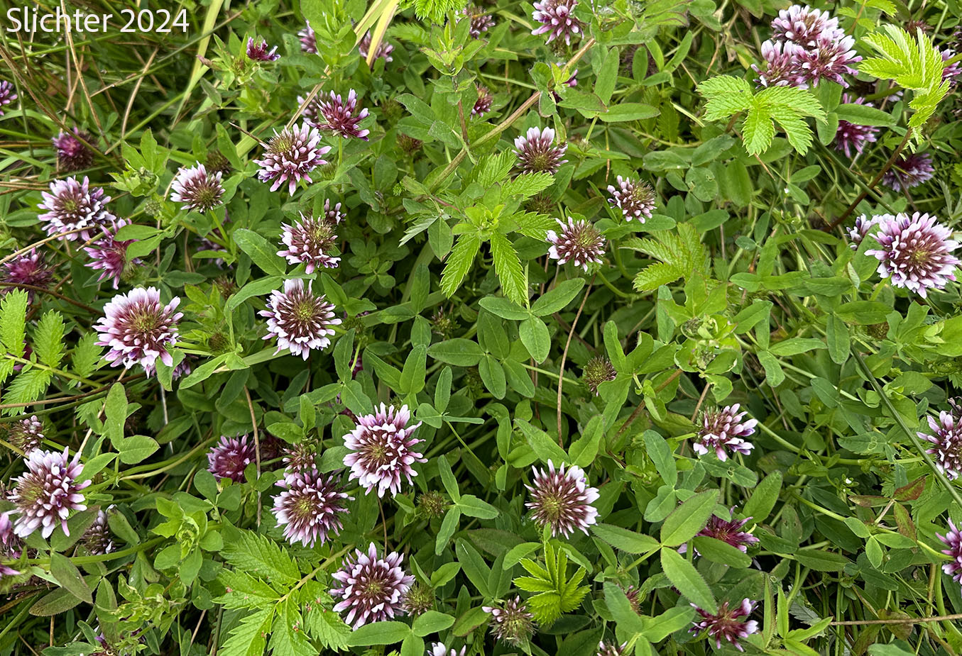 Cow Clover, Cows Clover, Salt Marsh Clover, Springbank Clover: Trifolium wormskioldii (Synonyms: Lupinaster wormskioldii, Trifolium fendleri, Trifolium fimbriatum, Trifolium heterodon, Trifolium involucratum var. fendleri, Trifolium involucratum var. fimbriatum, Trifolium involucratum var. heterodon, Trifolium involucratum var. kennedianum, Trifolium kennedianum, Trifolium spinulosum, Trifolium willdenowii var. fimbriatum, Trifolium willdenowii var. kennedianum, Trifolium wormskioldii var. fimbriatum, Trifolium wormskioldii var. kennedianum, Trifolium wormskjoldii var. wormskjoldii, Trifolium wormskjoldii)