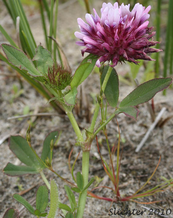 Springbank Clover, Cows Clover, Salt Marsh Clover: Trifolium wormskioldii (Synonyms: Trifolium fimbriatum, Trifolium wormskjoldii, Trifolium wormskioldii var. wormskioldii, Trifolium wormskjoldii var. wormskjoldii)
