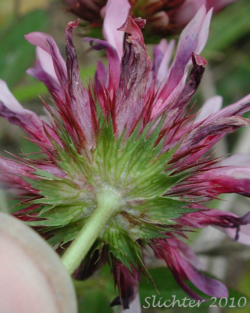 Close-up of the involucre of Springbank Clover, Cows Clover, Salt Marsh Clover: Trifolium wormskioldii (Synonyms: Trifolium fimbriatum, Trifolium wormskjoldii, Trifolium wormskioldii var. wormskioldii, Trifolium wormskjoldii var. wormskjoldii)