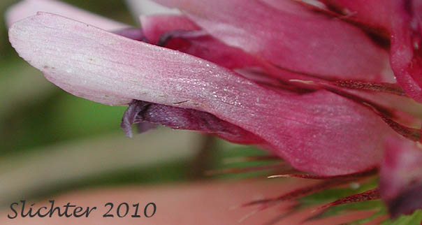 Close-up of a flower of Springbank Clover, Cows Clover, Salt Marsh Clover: Trifolium wormskioldii (Synonyms: Trifolium fimbriatum, Trifolium wormskjoldii, Trifolium wormskioldii var. wormskioldii, Trifolium wormskjoldii var. wormskjoldii)