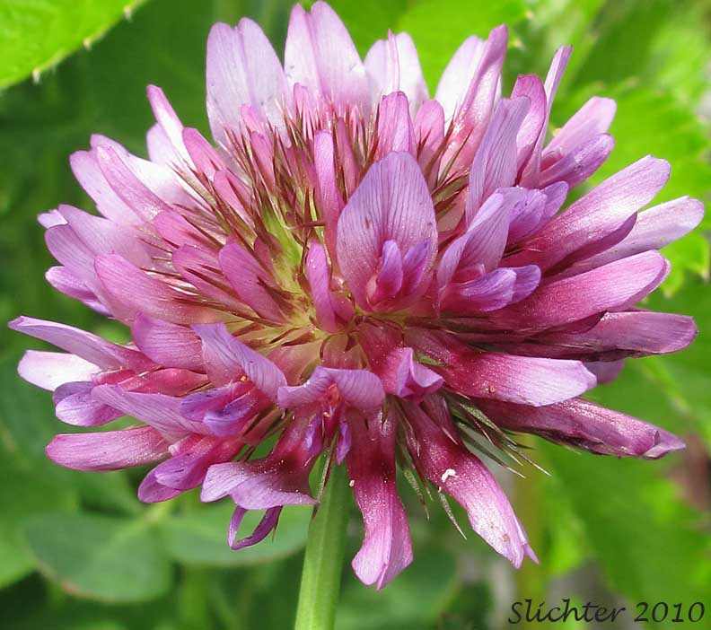 Close-up of the inflorescence of Springbank Clover, Cows Clover, Salt Marsh Clover: Trifolium wormskioldii (Synonyms: Trifolium fimbriatum, Trifolium wormskjoldii, Trifolium wormskioldii var. wormskioldii, Trifolium wormskjoldii var. wormskjoldii)