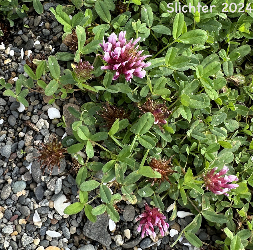 Habitat of Cow Clover, Cows Clover, Salt Marsh Clover, Springbank Clover: Trifolium wormskioldii (Synonyms: Lupinaster wormskioldii, Trifolium fendleri, Trifolium fimbriatum, Trifolium heterodon, Trifolium involucratum var. fendleri, Trifolium involucratum var. fimbriatum, Trifolium involucratum var. heterodon, Trifolium involucratum var. kennedianum, Trifolium kennedianum, Trifolium spinulosum, Trifolium willdenowii var. fimbriatum, Trifolium willdenowii var. kennedianum, Trifolium wormskioldii var. fimbriatum, Trifolium wormskioldii var. kennedianum, Trifolium wormskjoldii var. wormskjoldii, Trifolium wormskjoldii)