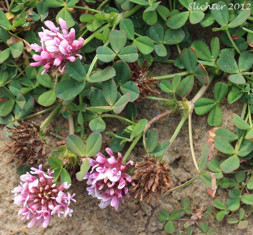 Springbank Clover, Cows Clover, Salt Marsh Clover: Trifolium wormskioldii (Synonyms: Trifolium fimbriatum, Trifolium wormskjoldii, Trifolium wormskioldii var. wormskioldii, Trifolium wormskjoldii var. wormskjoldii)