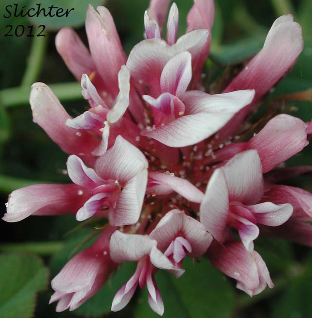 Close-up of the inflorescence of Springbank Clover, Cows Clover, Salt Marsh Clover: Trifolium wormskioldii (Synonyms: Trifolium fimbriatum, Trifolium wormskjoldii, Trifolium wormskioldii var. wormskioldii, Trifolium wormskjoldii var. wormskjoldii)