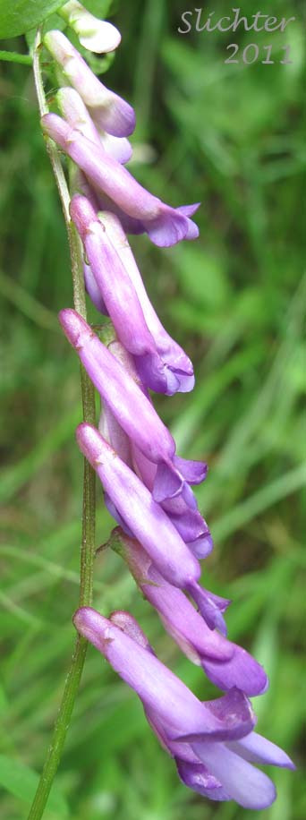 One-sided inflorescence of Bird Vetch, Cat Peas, Tinegrass, Tufted Vetch: Vicia cracca (Synonyms: Vicia cracca ssp. cracca, Vicia cracca ssp. grossheimii, Vicia cracca ssp. tenuifolia, Vicia cracca var. angustissima, Vicia cracca var. tenuifolia, Vicia semicinta, Vicia tenuifolia)