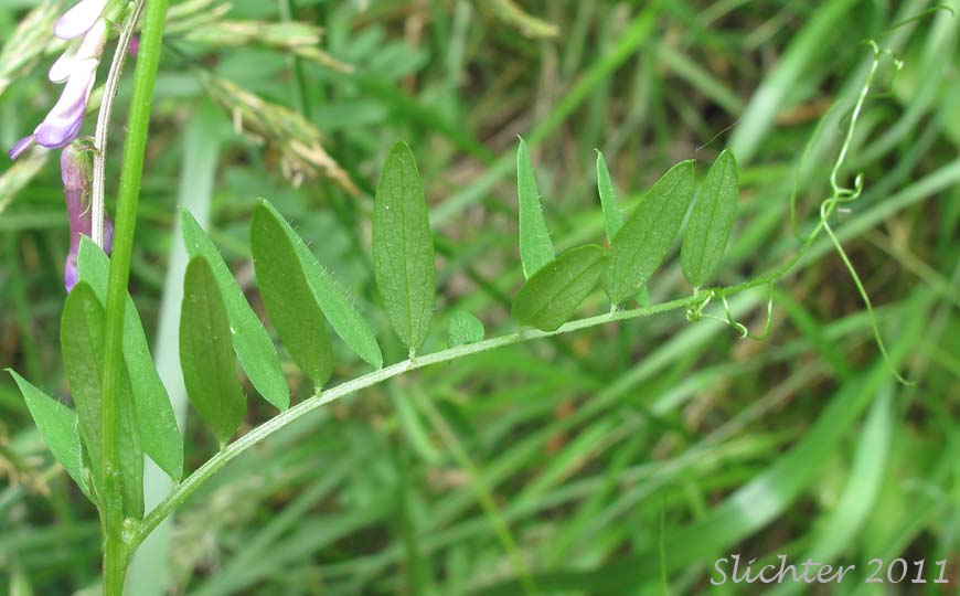 Pinnately-compound leaf of Bird Vetch, Cat Peas, Tinegrass, Tufted Vetch: Vicia cracca (Synonyms: Vicia cracca ssp. cracca, Vicia cracca ssp. grossheimii, Vicia cracca ssp. tenuifolia, Vicia cracca var. angustissima, Vicia cracca var. tenuifolia, Vicia semicinta, Vicia tenuifolia)