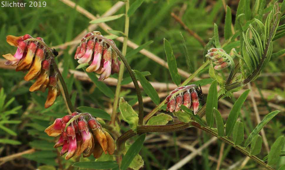 Giant Vetch, Black Vetch: Vicia nigricans var. gigantea (Synonym: Vicia gigantea, Vicia nigricans ssp. gigantea)