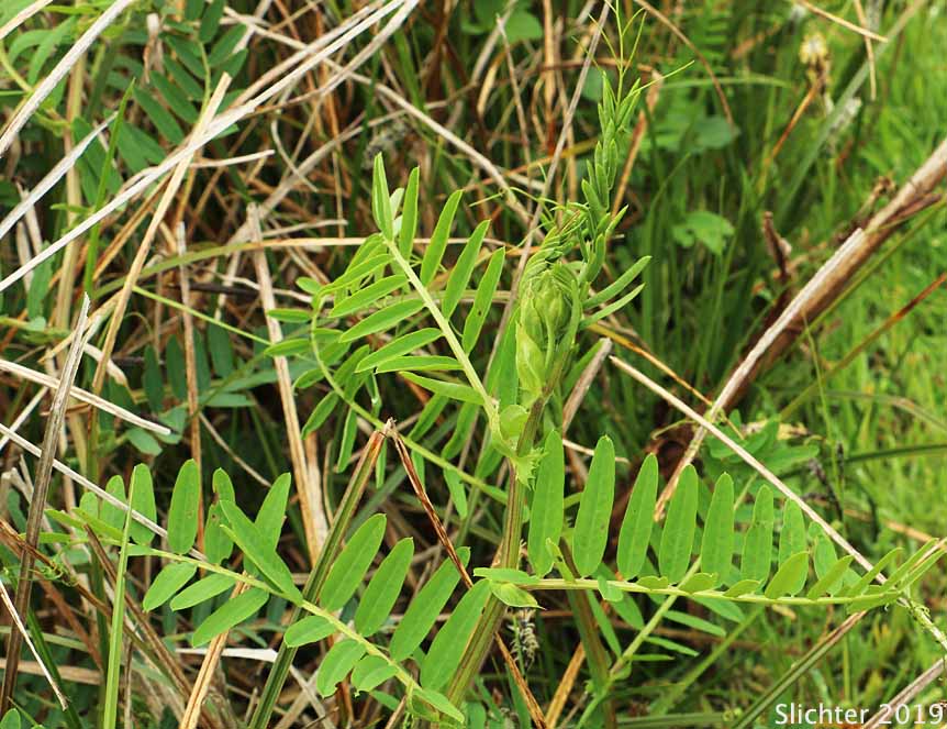 Giant Vetch, Black Vetch: Vicia nigricans var. gigantea (Synonym: Vicia gigantea, Vicia nigricans ssp. gigantea)
