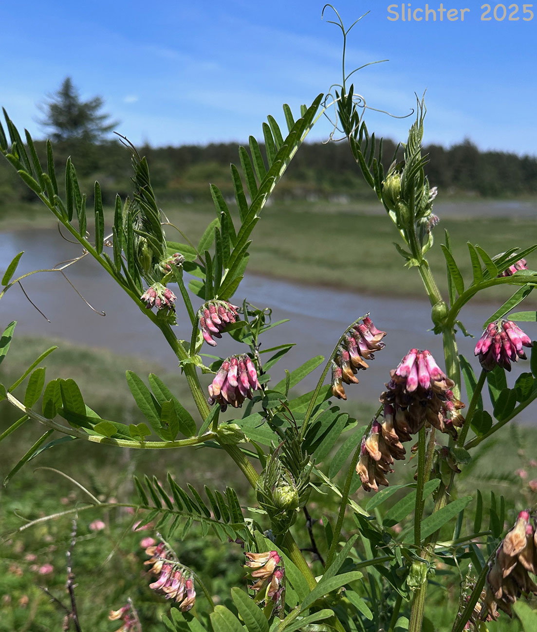 Giant Vetch, Black Vetch: Vicia nigricans var. gigantea (Synonym: Vicia gigantea, Vicia nigricans ssp. gigantea)